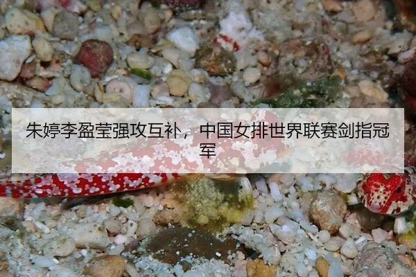 朱婷李盈莹强攻互补，中国女排世界联赛剑指冠军